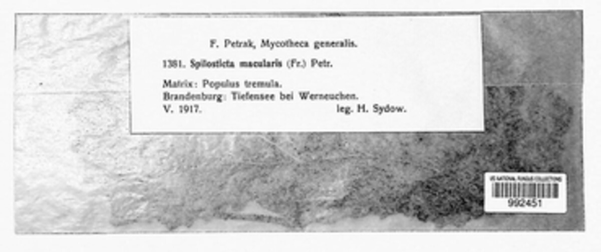 Spilosticta macularis image